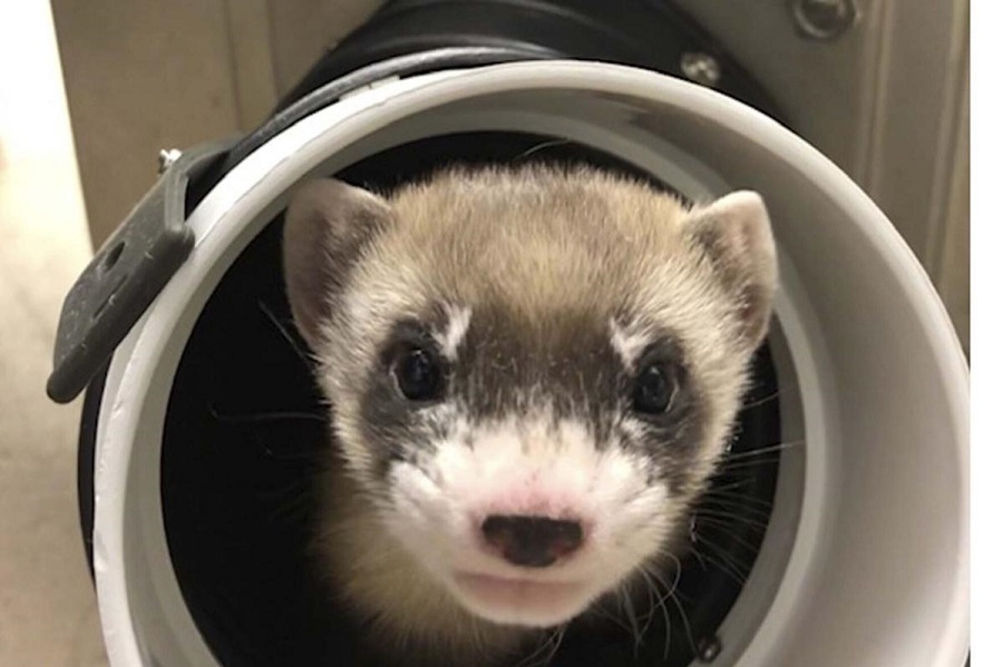 Elizabeth Ann, the first cloned ferret, spurs hope for endangered U.S. species