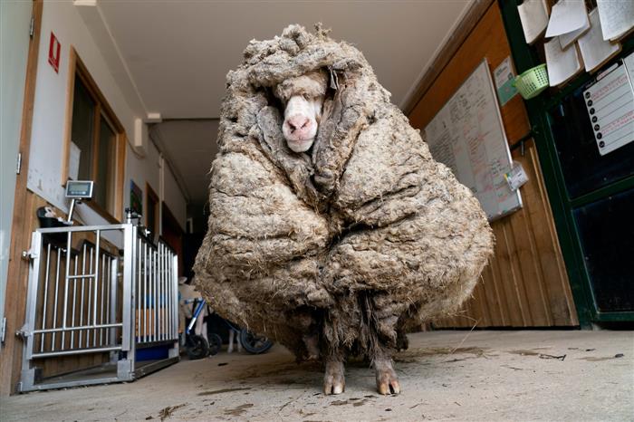 Baarack from the brink: Wild sheep rescued in Australia shorn of 35 kg fleece