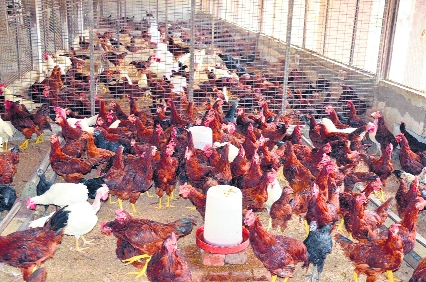 First cases of avian flu in Jammu region