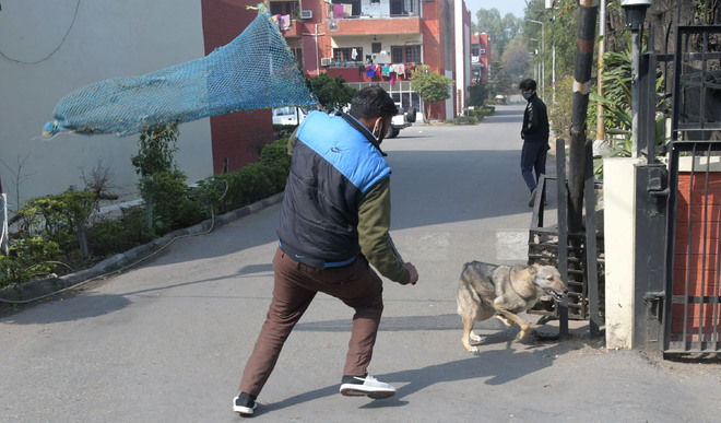 28 dog-bite cases a day worry Chandigarh residents
