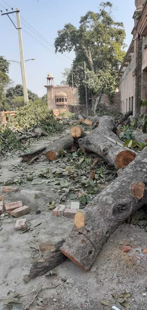 Row erupts as century-old trees axed at Amritsar's Urban Haat