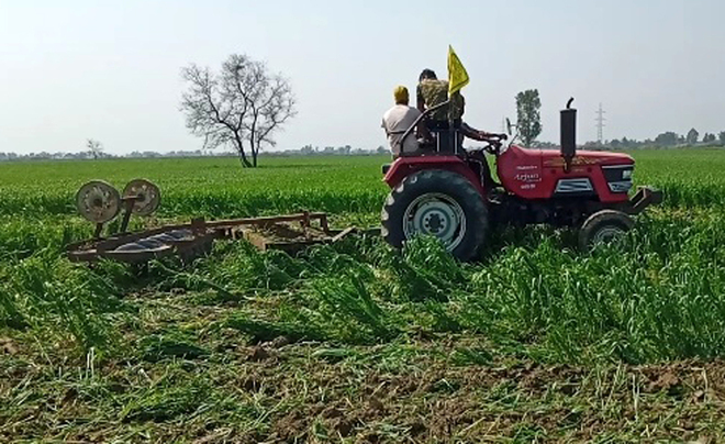 Muktsar man destroys crop on 3 acres