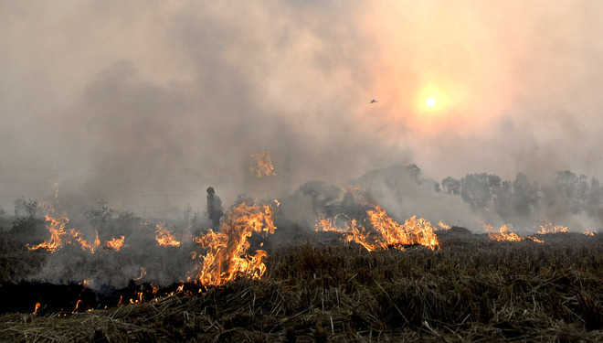 Stubble-burning up in Punjab, Haryana