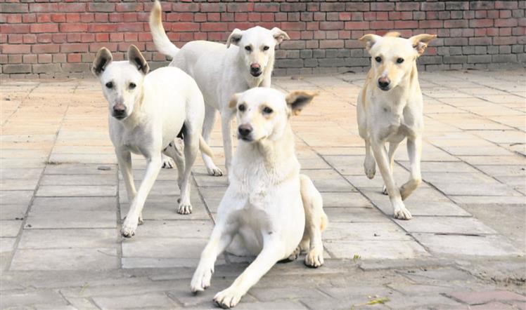 Animal board: All's not well with Chandigarh Municipal Corporation's  sterilisation drive
