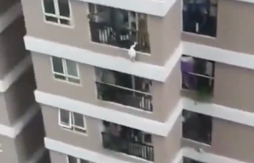 2-year-old girl falls from 12th floor; delivery man positions himself to catch her; watch what happens next