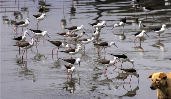 Preserve, revive, restore: Indian ponds spring back to life