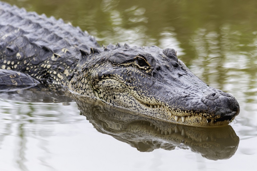 Crocodile kills Telangana man bathing buffalo in river