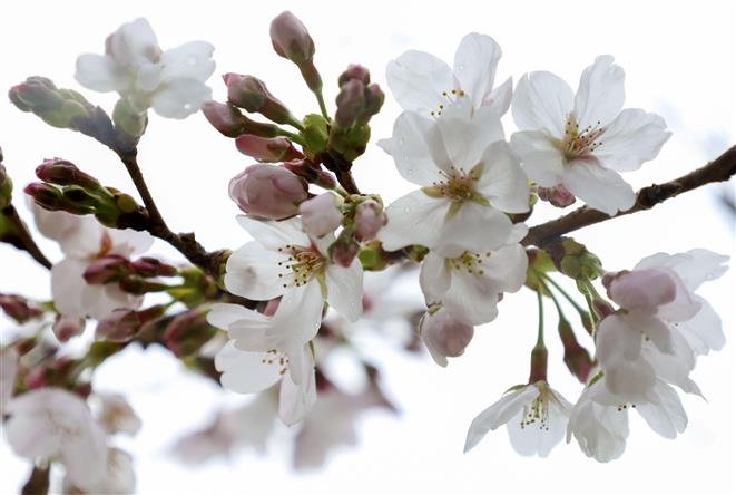 Kyoto’s earliest cherry blooms in 1,200 years point to climate change, says scientist