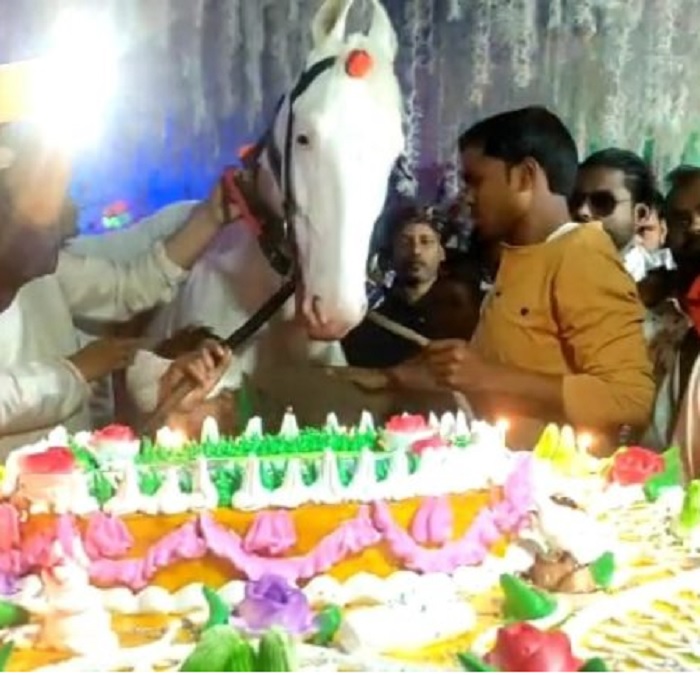 Owner throws lavish party on horse's birthday, cuts 50-pound cake