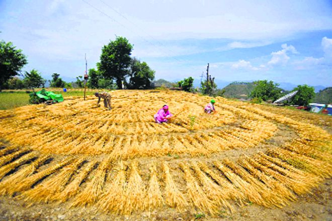 Punjab Government  to compensate farmers who diversify