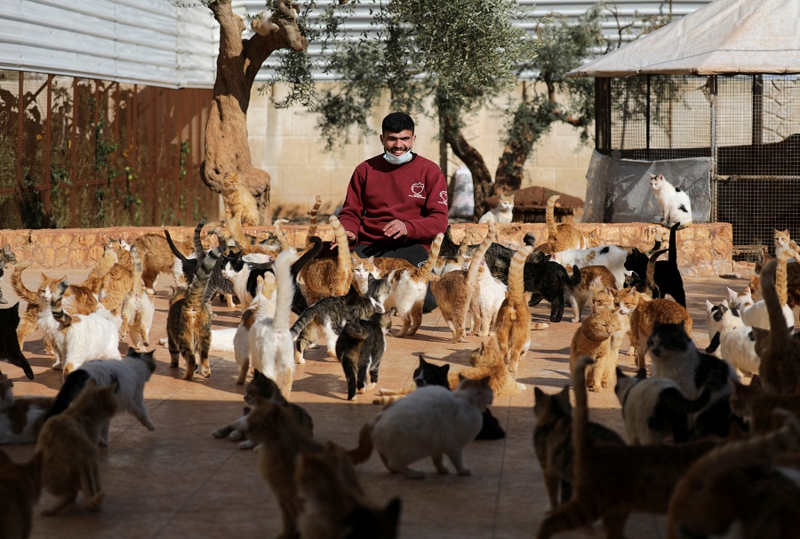 The feeding of the one thousand: Idlib sanctuary offers cats a refuge from war