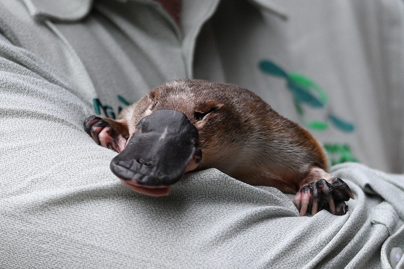 Australia building world's first platypus sanctuary