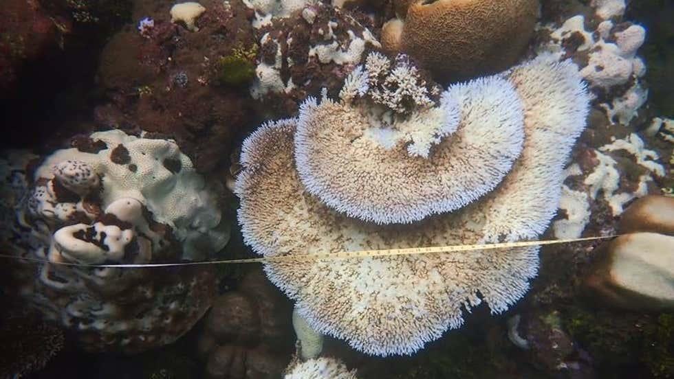 Coral reefs in Solomon Islands hit by bleaching