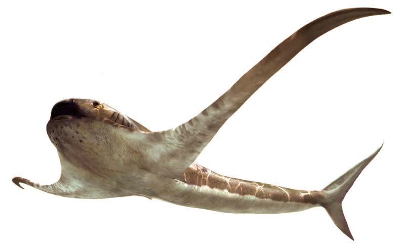 Bizarre ancient shark glided through the sea with lengthy wing-like fins