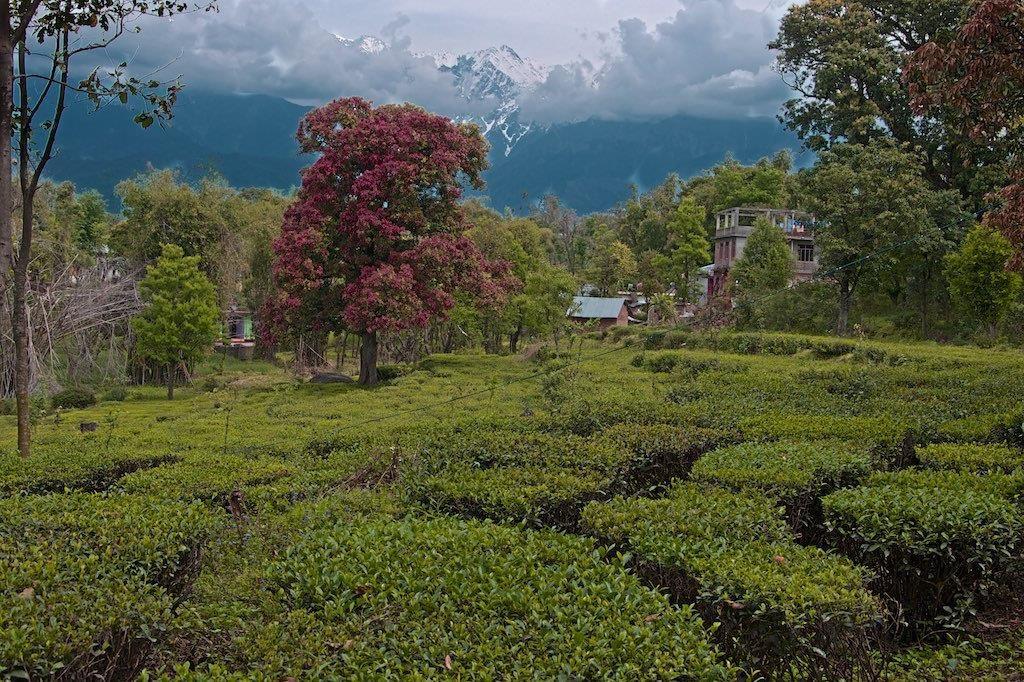 Row over Congress using Taiwan tea garden pic for campaigning