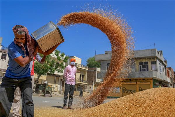 Wheat procurement: FCI to credit payment directly to farmers’ bank accounts