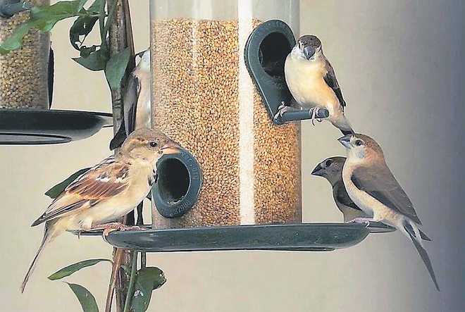 Where have noisy, gregarious house sparrows gone?