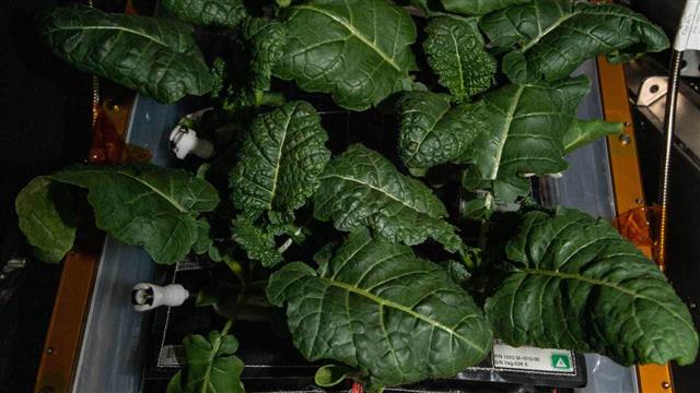 New bacterial strains found on ISS may help grow plants in space