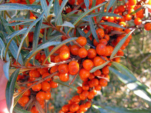 Centre approves cultivation of sea buckthorn on 250 hectares