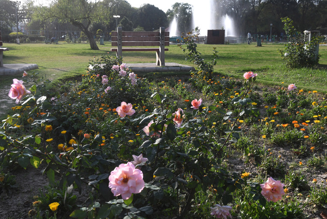 Phase 3B1 garden in Mohali to have 1,500 varieties of rose