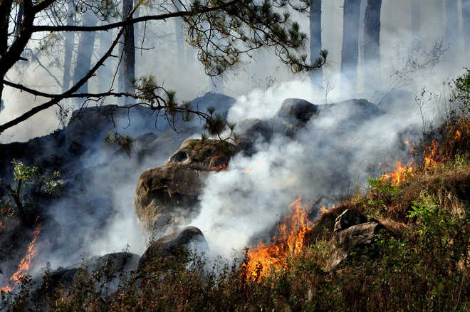 Wild animals perish in forest fire