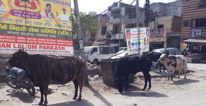 No End To Stray Cattle Menace In Ambala The Tribune India