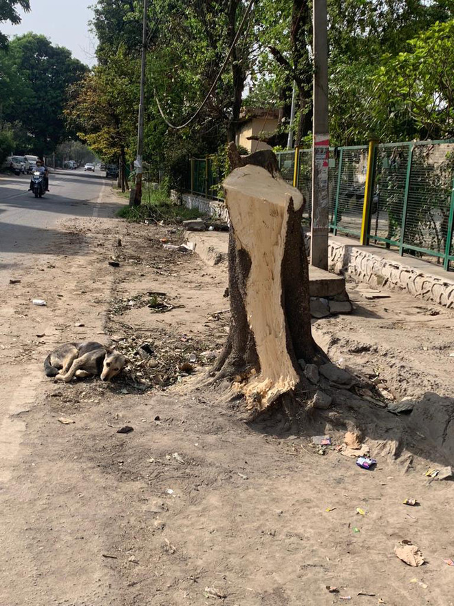 3 trees axed for  widening road
