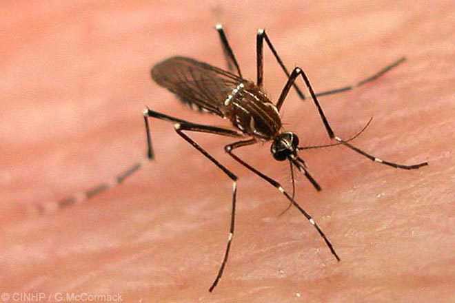 Anti-dengue activities begin in Patiala