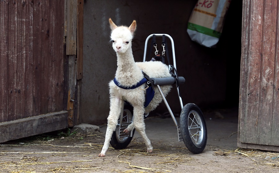 Orphaned and disabled, baby alpaca walks again with her own set of wheels