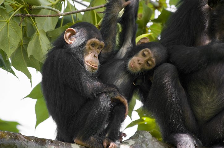 How 'chimpanzee poop' is helping prevent Covid-19