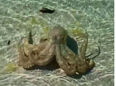 'Angriest octopus' lashes out at man on Australia beach