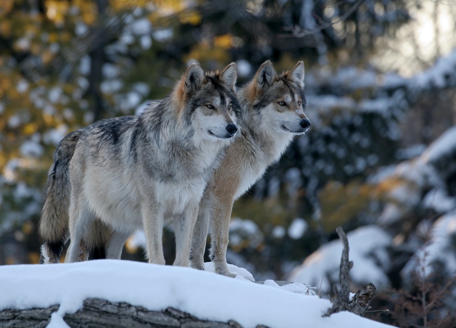 How grey wolves survived ice-age extinction