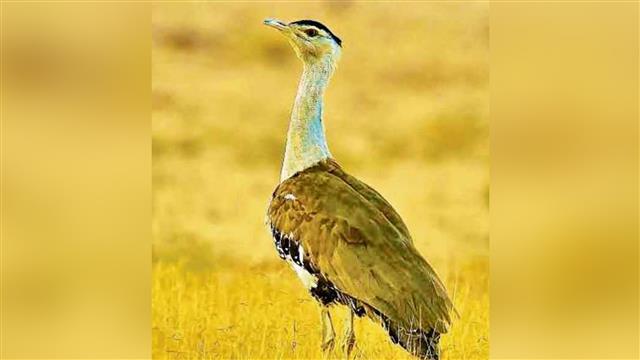 Saving Great Indian Bustard; SC asks why high tension electric cables cannot be undergrounded