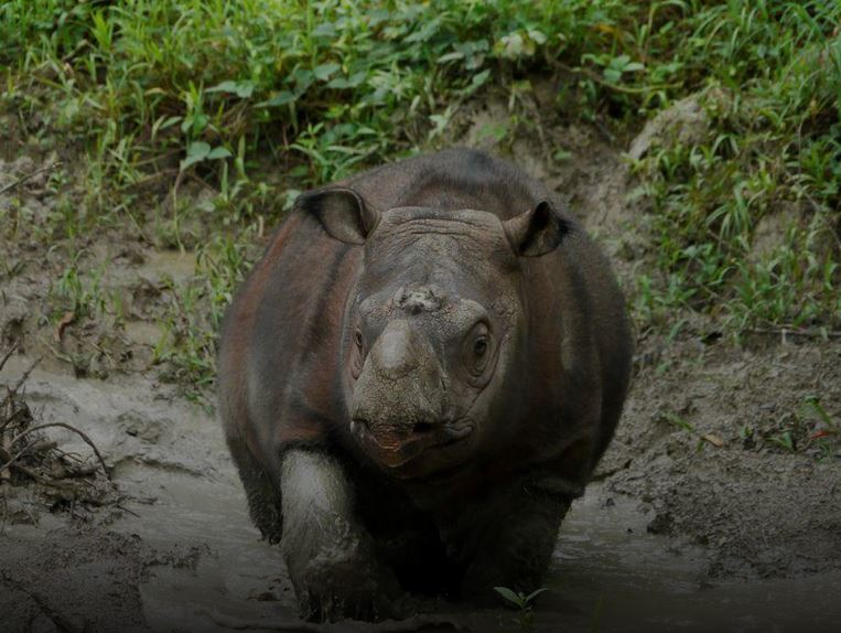 Genetic study offers good news for endangered Sumatran rhinoceros