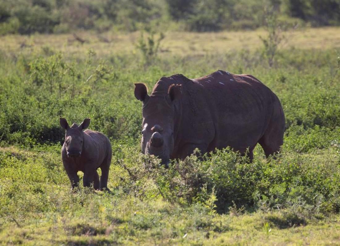 'Virtual rangers' help South African reserve keep poachers away