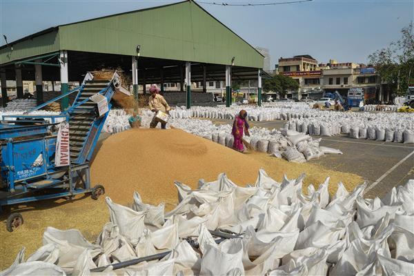 SAD slams govt for  tardy wheat procurement