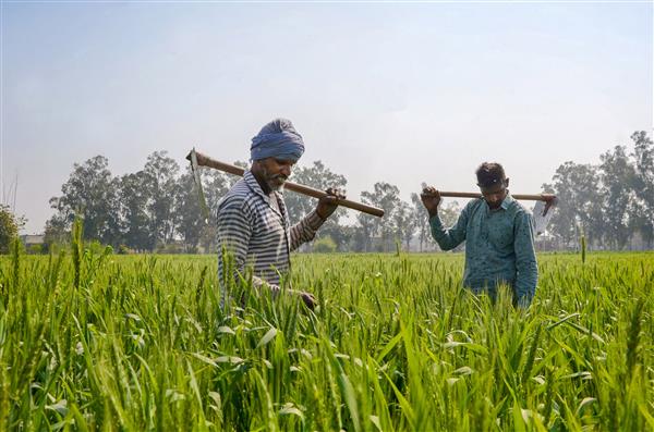 Less than 4 pc Indian farmers adopted sustainable agricultural practices: Study
