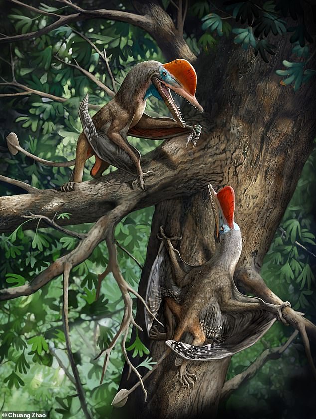 Discovery of a rare arboreal forest-dwelling flying reptile (Pterosauria,  Pterodactyloidea) from China