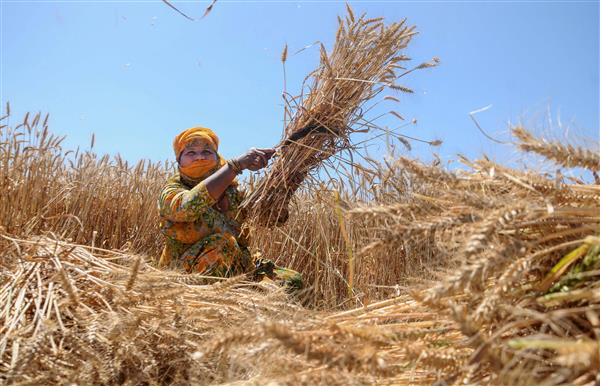 RBI clears over Rs 21,000 crore towards CCL for wheat procurement in Punjab