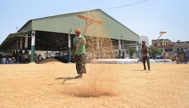 Gunny bags’ shortage worries farmers, arhtiyas in Faridkot