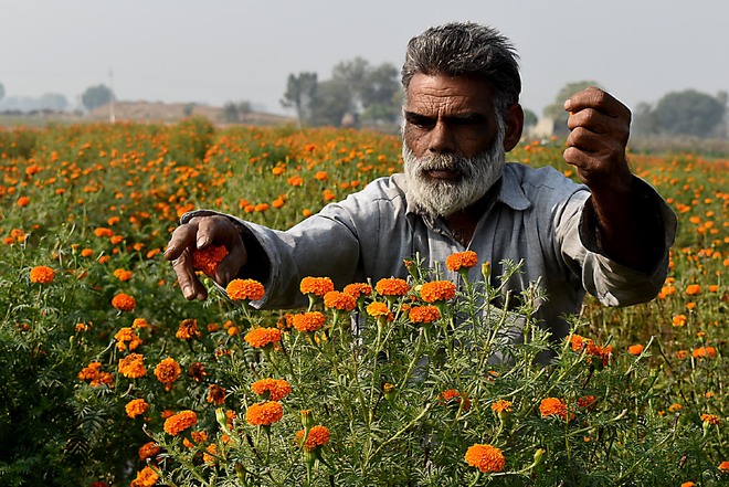Bathinda farmer sows flower seeds, reaps profit