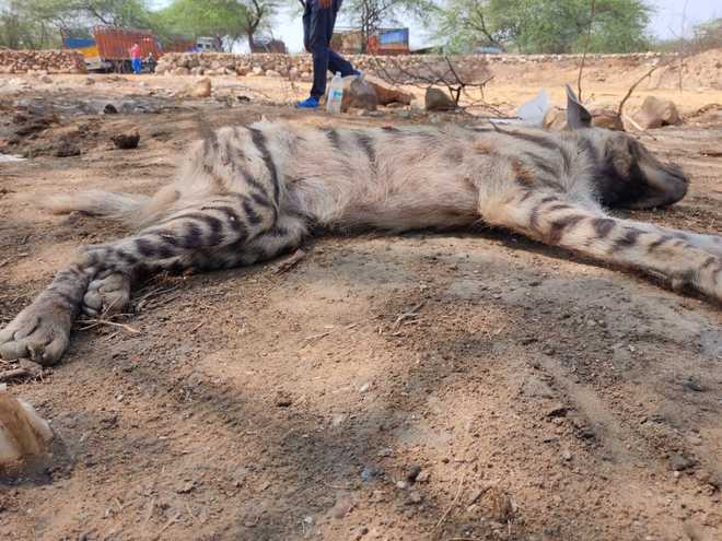 Hyena rescued from Aravallis dies