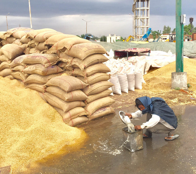 Rain delays wheat procurement at Ahmedgarh