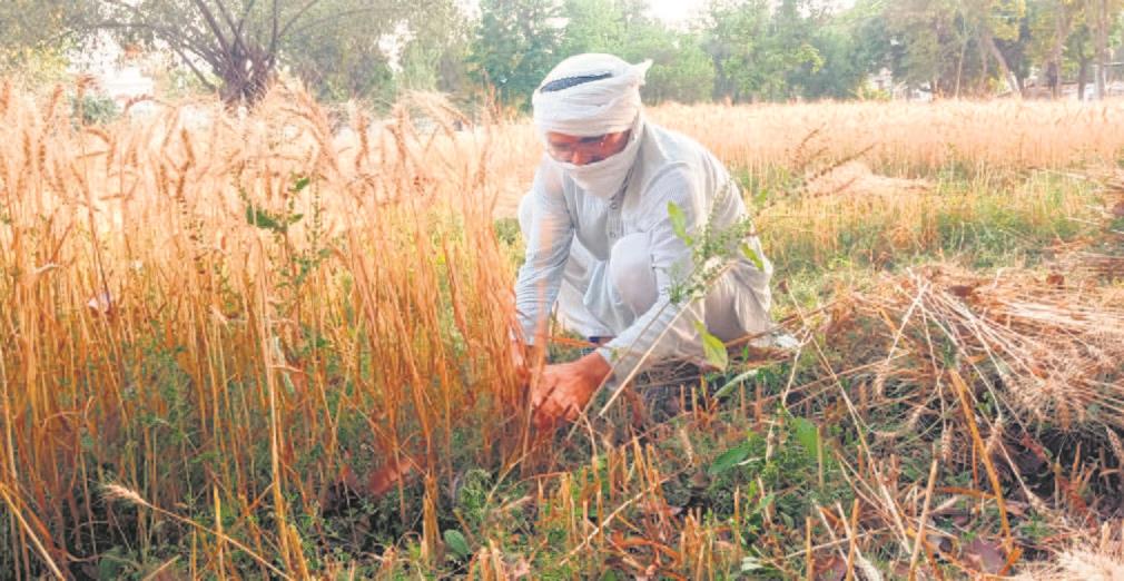 Son of farmer, Deputy Commissioner wields sickle, harvests wheat in Sangrur