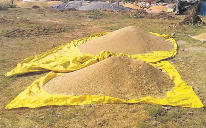 No space, farmers unload wheat in ‘kutcha’ places in Sangrur