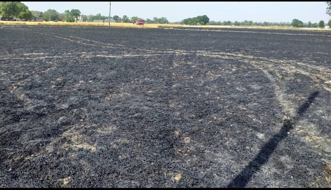 Wheat crop gutted in 3 acres
