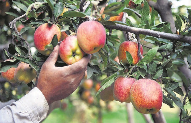 Apple plants imported from Italy hit by disease in Himachal