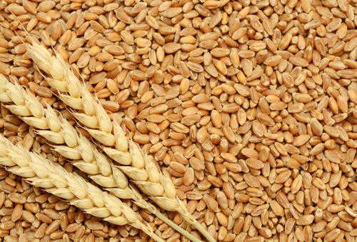Wheat procurement starts at Chandigarh's Sector 39 grain market