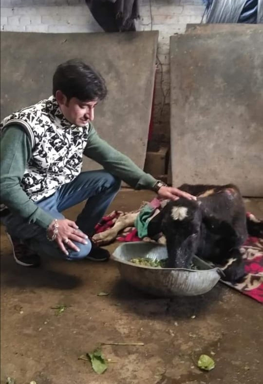 Being humane: Amritsar based physiotherapist runs NGO for animals'  protection