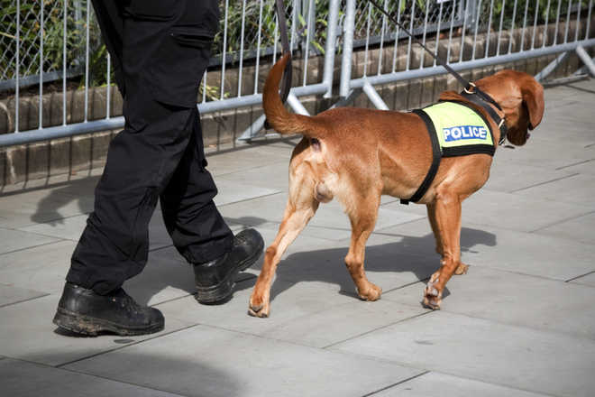 Trained on smelly socks, bio-detection dogs sniff out COVID-19